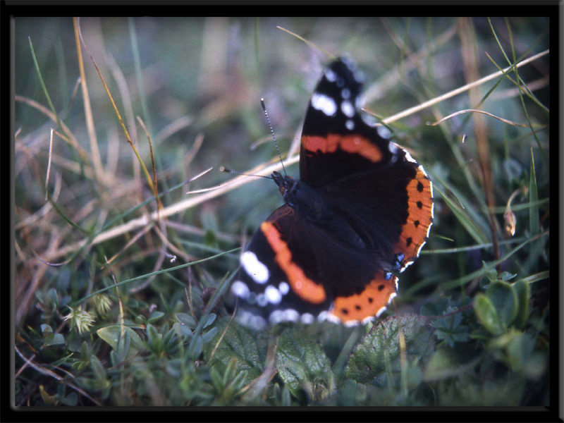 fungo o farfalla ?..Vanessa atalanta ...dal Trentino